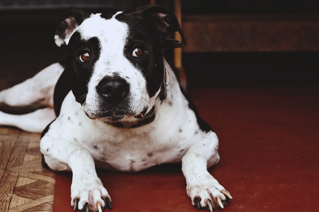 black and white dog