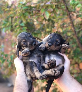 girl with puppies